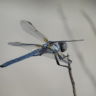Bleached Skimmer (male)