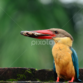 Where are you? by Suchetana Sen - Animals Birds