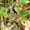 Grey Hairstreak