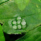 Tree Frog Eggs