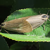 California Oak Moths (mating/pupae)