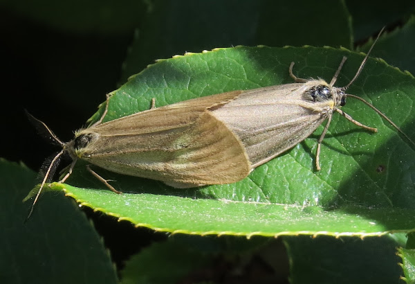 Pictures Of Moths In California