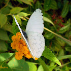 Hesperocharis White
