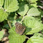 Speckled Wood