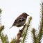 Common Chaffinch