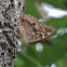 Hackberry Emperor