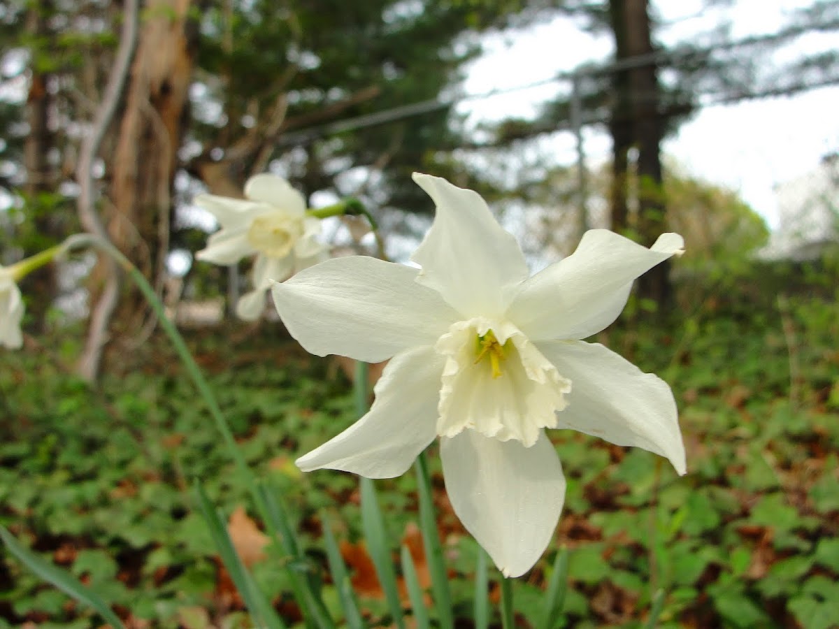 Beersheba Daffodil