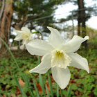 Beersheba Daffodil