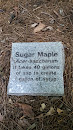 Sugar Maple On The Tour Of Trees