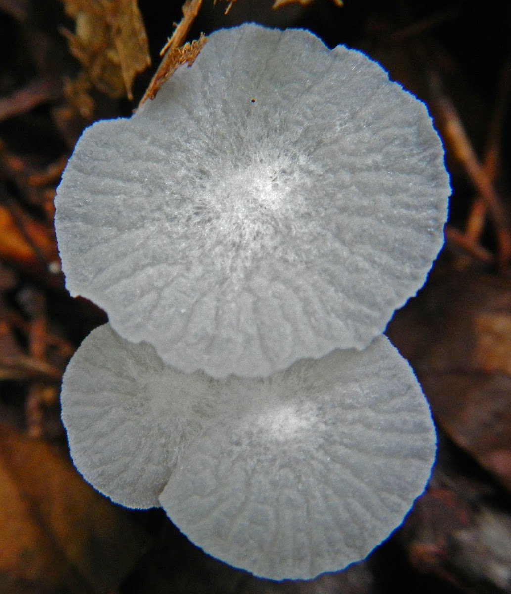 Small Thin Mushroom