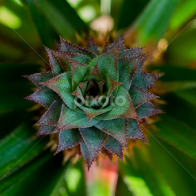 by Achala Gamage - Nature Up Close Leaves & Grasses