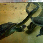Snake-necked turtles