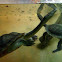 Snake-necked turtles