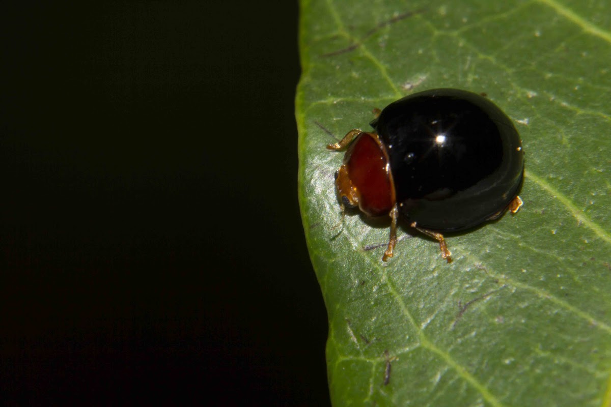 Unknown Ladybird Beetle