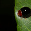Unknown Ladybird Beetle