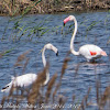 Greater Flamingo; Flamenco