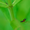 Megachilidae, Kegelbiene