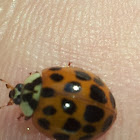 Multicolored Asian Lady Beetle