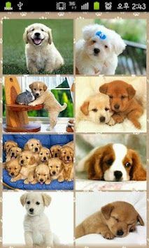 Download Gambar Cantik Koleksi Dog Indah Anjing Chou Apk Screenshot