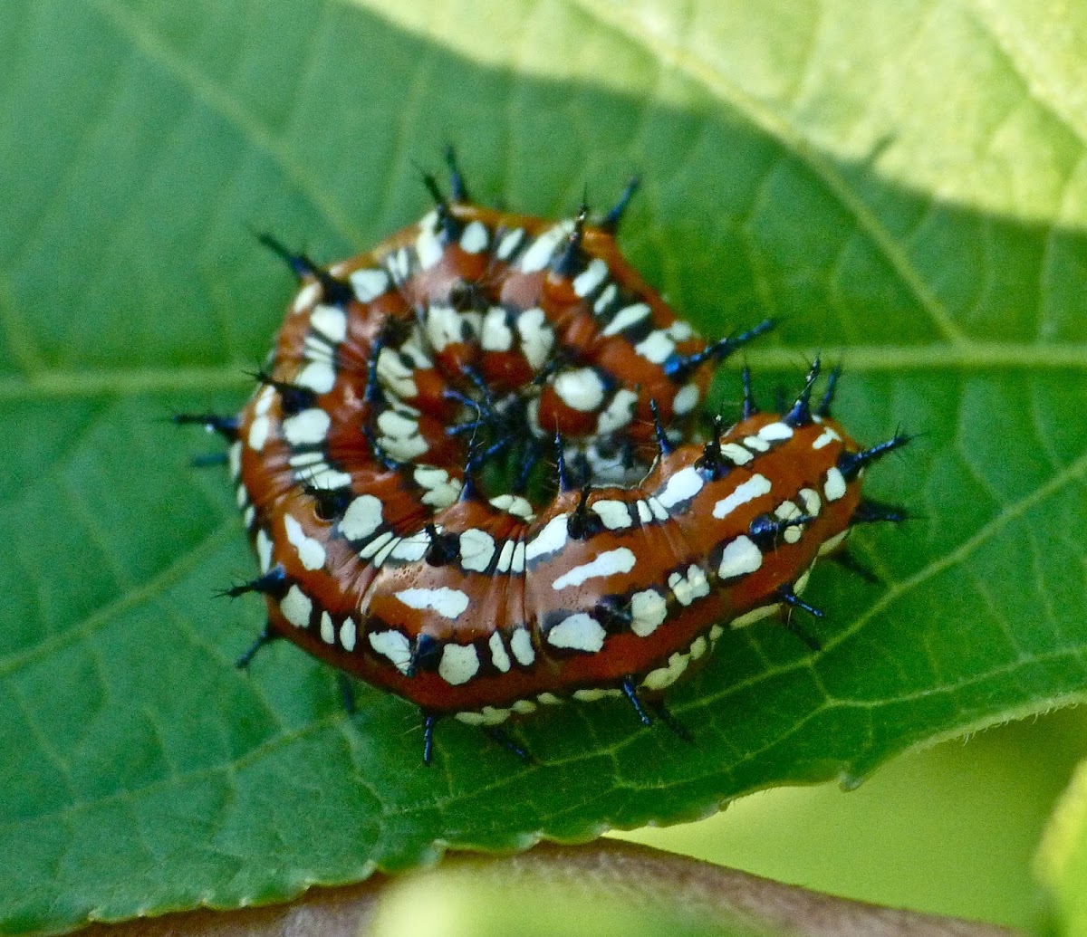 Variegated fritillary (caterpillar)