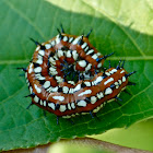 Variegated fritillary (caterpillar)