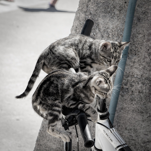 Cat Puzzle for Kids.apk 8