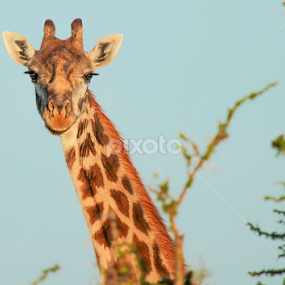 Mara Giraffe by Jonathon Williams - Animals Other Mammals