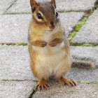 Eastern Chipmunk