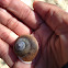 old snail shell