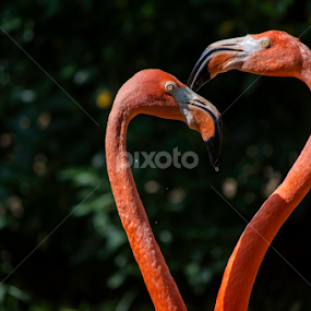 Pink heart by Luís Perdigão - Animals Birds