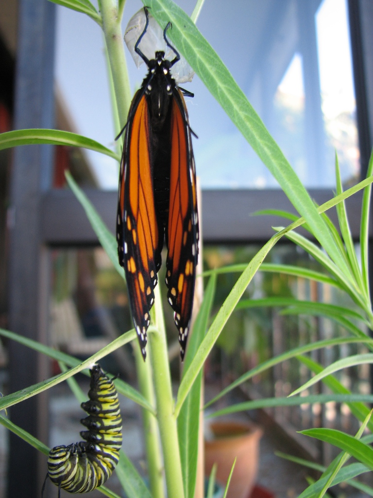 Monarch Butterfly