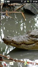 crocodile live wallpaper APK Download for Android