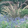 Purple Fountain Grass