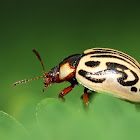 Leaf  Beetle