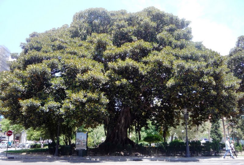 Ficus centenario