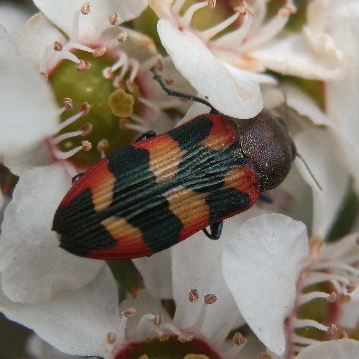 Jewel Beetle -1