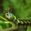 Hickory Horned Devil caterpillar