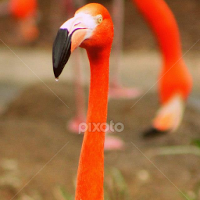 by BJ Williamson - Animals Birds