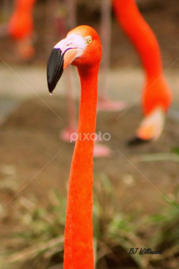 by BJ Williamson - Animals Birds