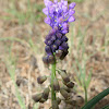 tassel grape hyacinth