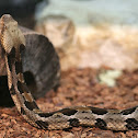 Eastern Timber Rattle Snake