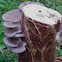 Oster mushroom i think