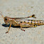 Differential Grasshopper