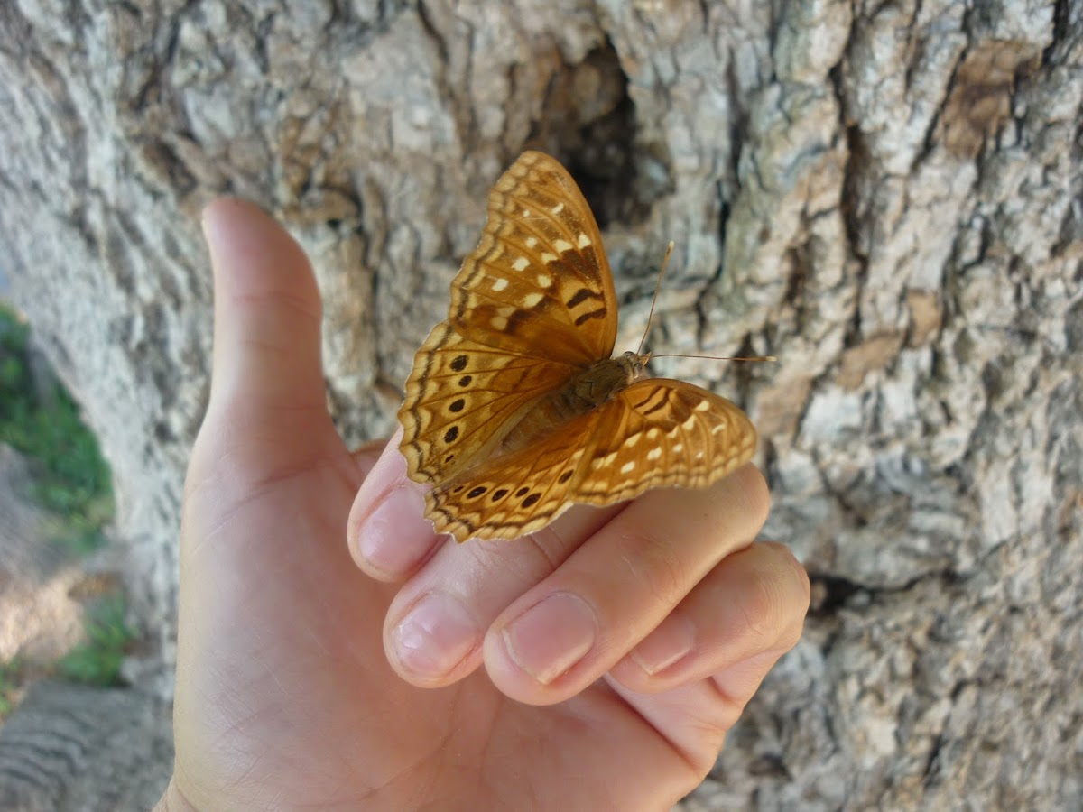 Tawny Emperor