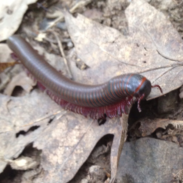 North American millipede | Project Noah