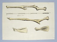 Giraffa camelopardalis (Giraffe), skeleton