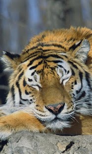 How to mod Tiger HD LWP Full 1.0 mod apk for laptop