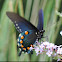Pipevine Swallowtail      male