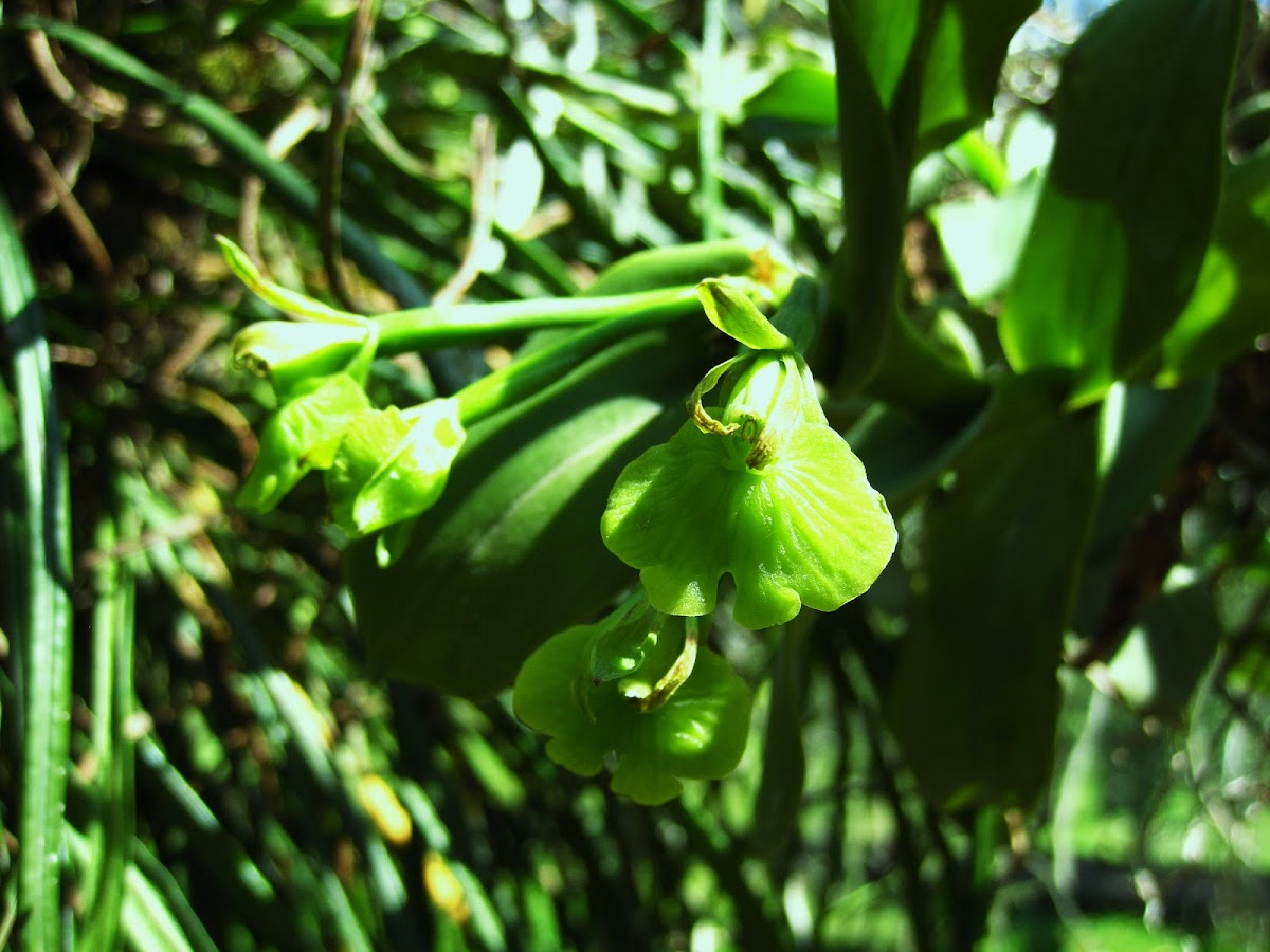 Orquidea Verde