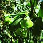 Orquidea Verde